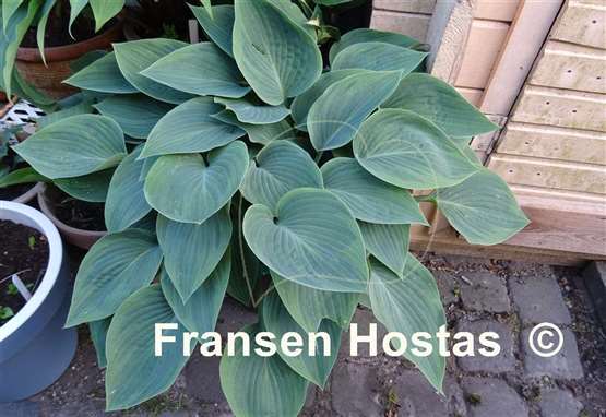 Hosta Chiemsee Eisvogel